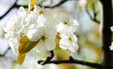 道中梨花