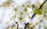 梨花