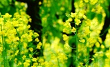 菜花