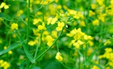 菜花