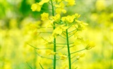 郊行见菜花