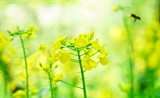 春思