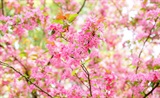 蜀中赏海棠