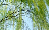 咏柳