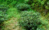 山泉煎茶有怀