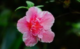 杜鹃花
