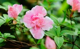 傅伯雅园亭杜鹃花二绝