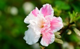 杜鹃花