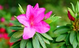 杜鹃花