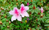 杜鹃花