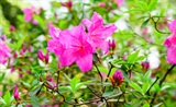 雨中杜鹃花