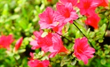 杜鹃花