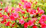 杜鹃花