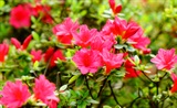杜鹃花