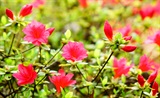 杜鹃花