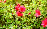 杜鹃花