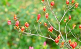 杜鹃花