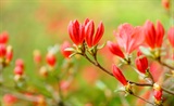 杜鹃花