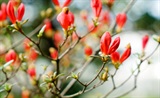 杜鹃花