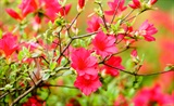 何岭见杜鹃花