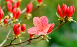 杜鹃花