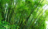 新竹