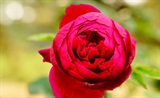月季花
