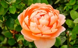 月季花