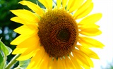 葵花