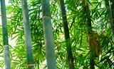 东湖新竹