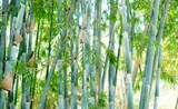 对竹思鹤