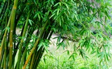 咏院中丛竹
