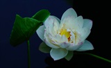 白藕花