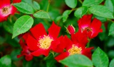 BloomfieldCourage蔷薇