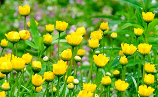 黄晶菊