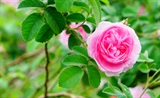 RobertleDiable蔷薇