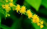 杂种一枝黄花