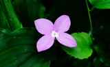 紫花山柰