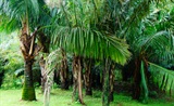 贝加利椰子