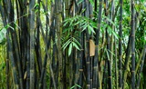 紫杆巨竹
