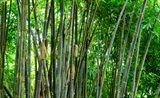 黑毛巨竹