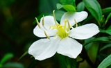 白花印度野牡丹