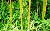 黄槽竹