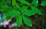 橿子栎