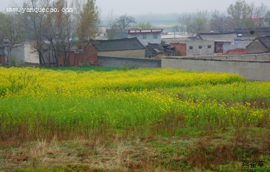 油菜花