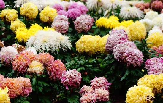 菊花