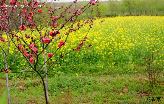 油菜花