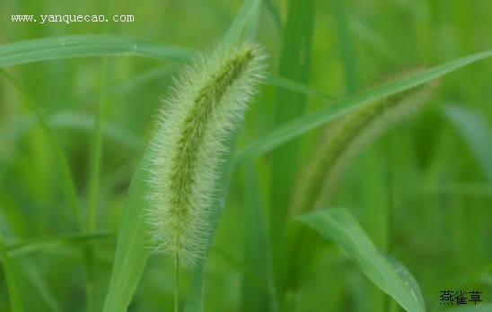 狗尾草
