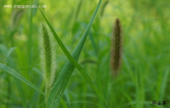 狗尾草