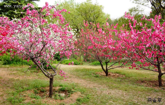 桃花
